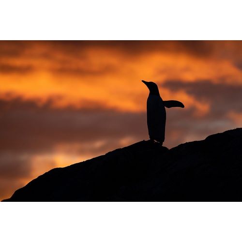 Antarctica-Paradise Harbor aka Paradise Bay Silhouette of gentoo penguins with polar sunset